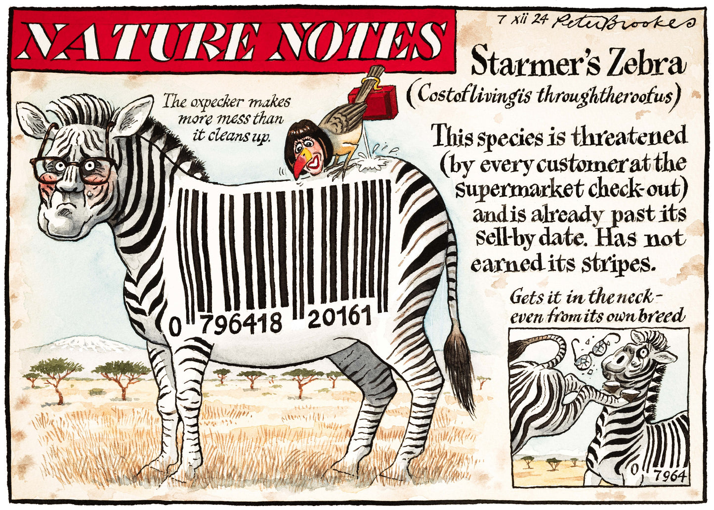 Nature notes Starmers Zebra