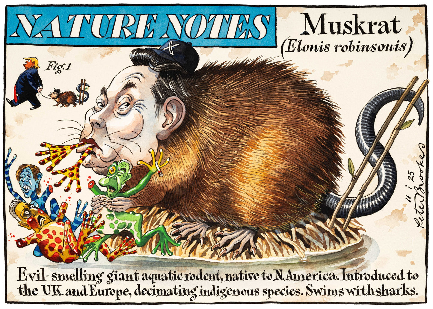 Nature Notes Muskrat