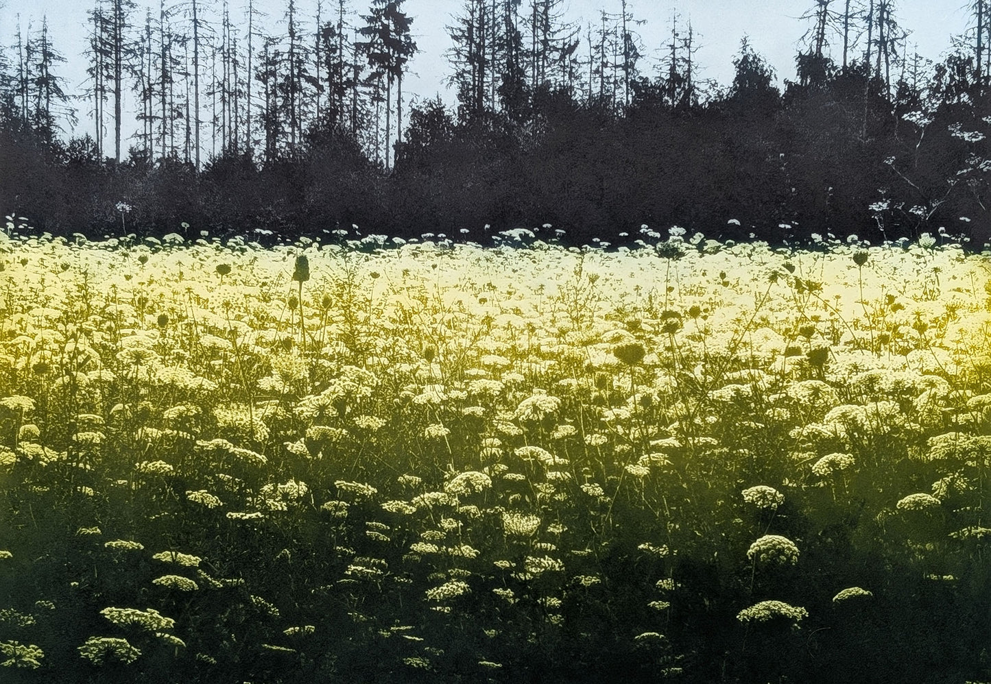 The Bright Field - Ros Pritchard