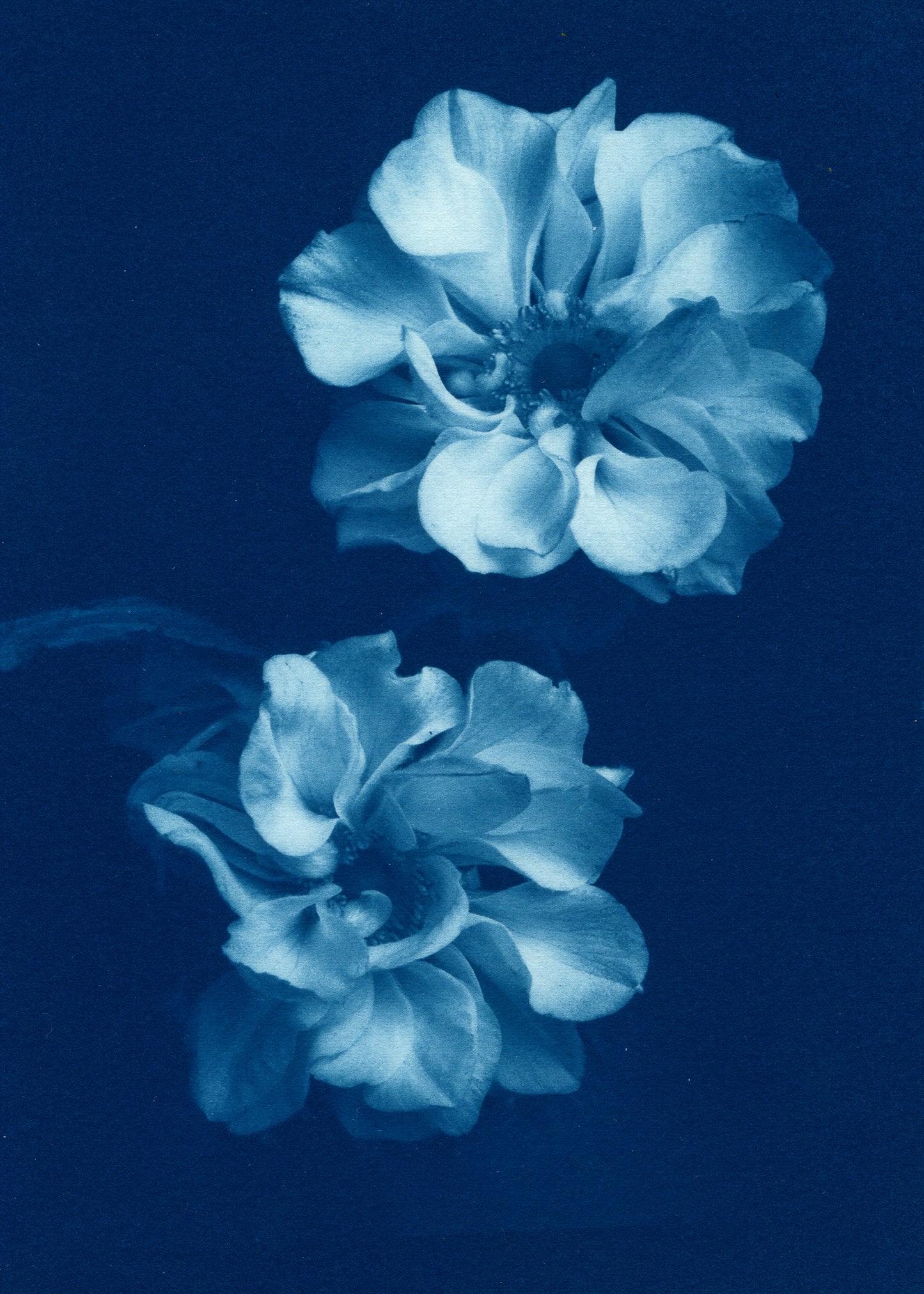 Anemones II - Rosalind Hobley