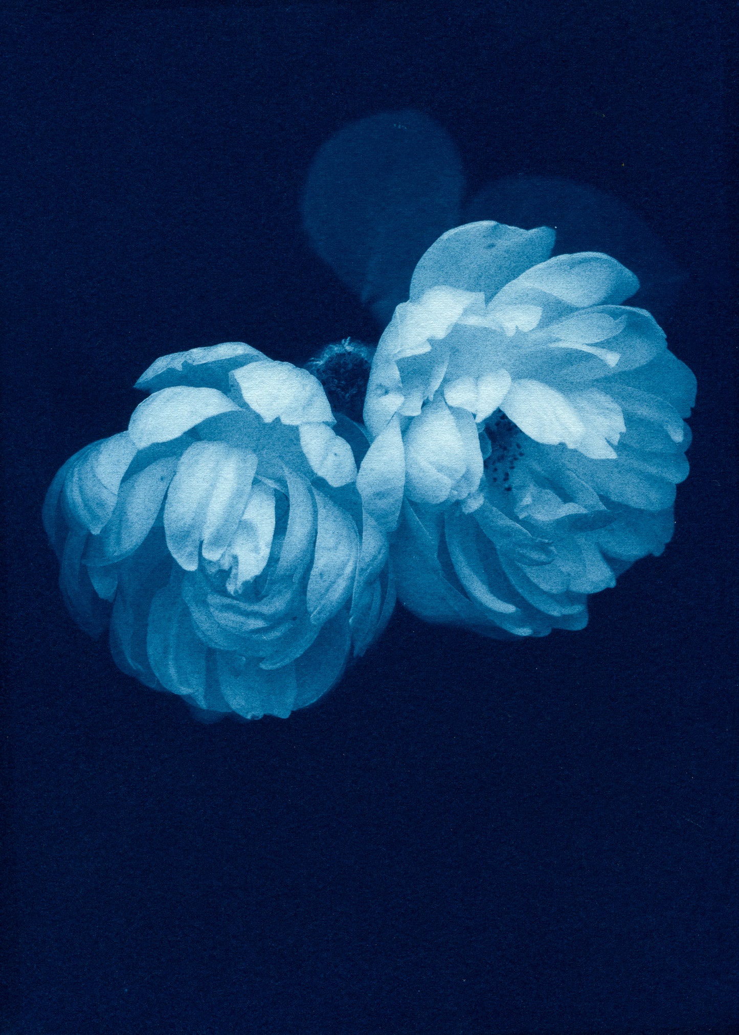 Autumn Roses I - Rosalind Hobley