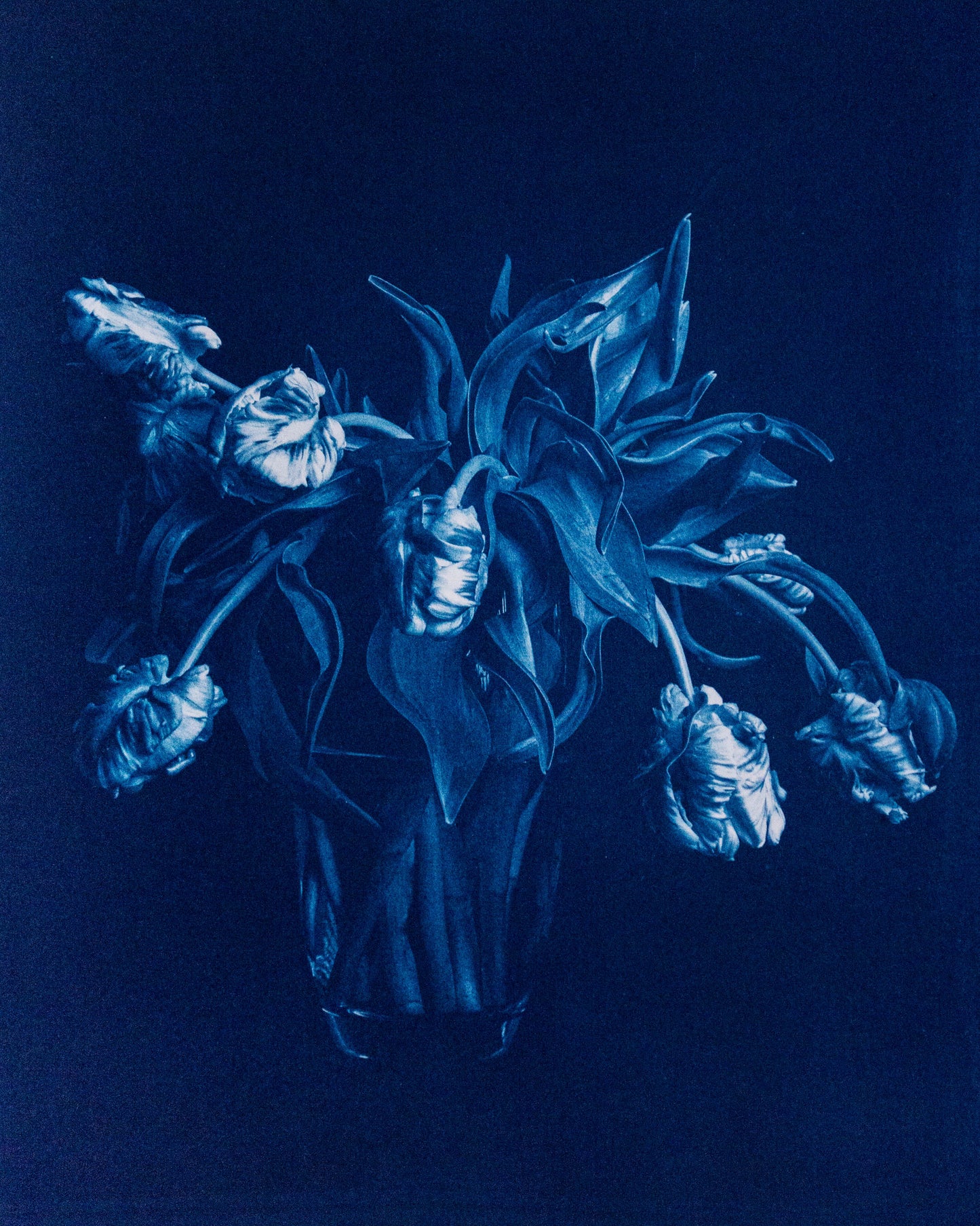 Parrot Tulips I - Rosalind Hobley