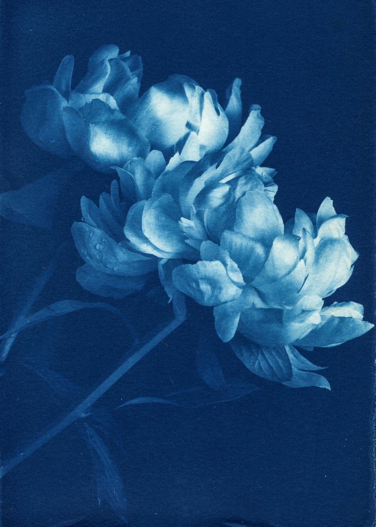 Peonies IV - Rosalind Hobley