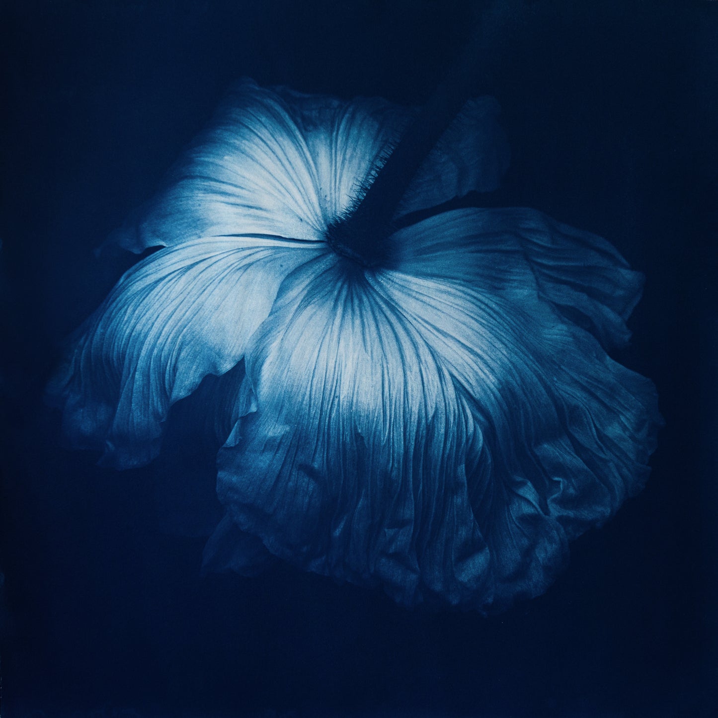 Poppy II - Rosalind Hobley