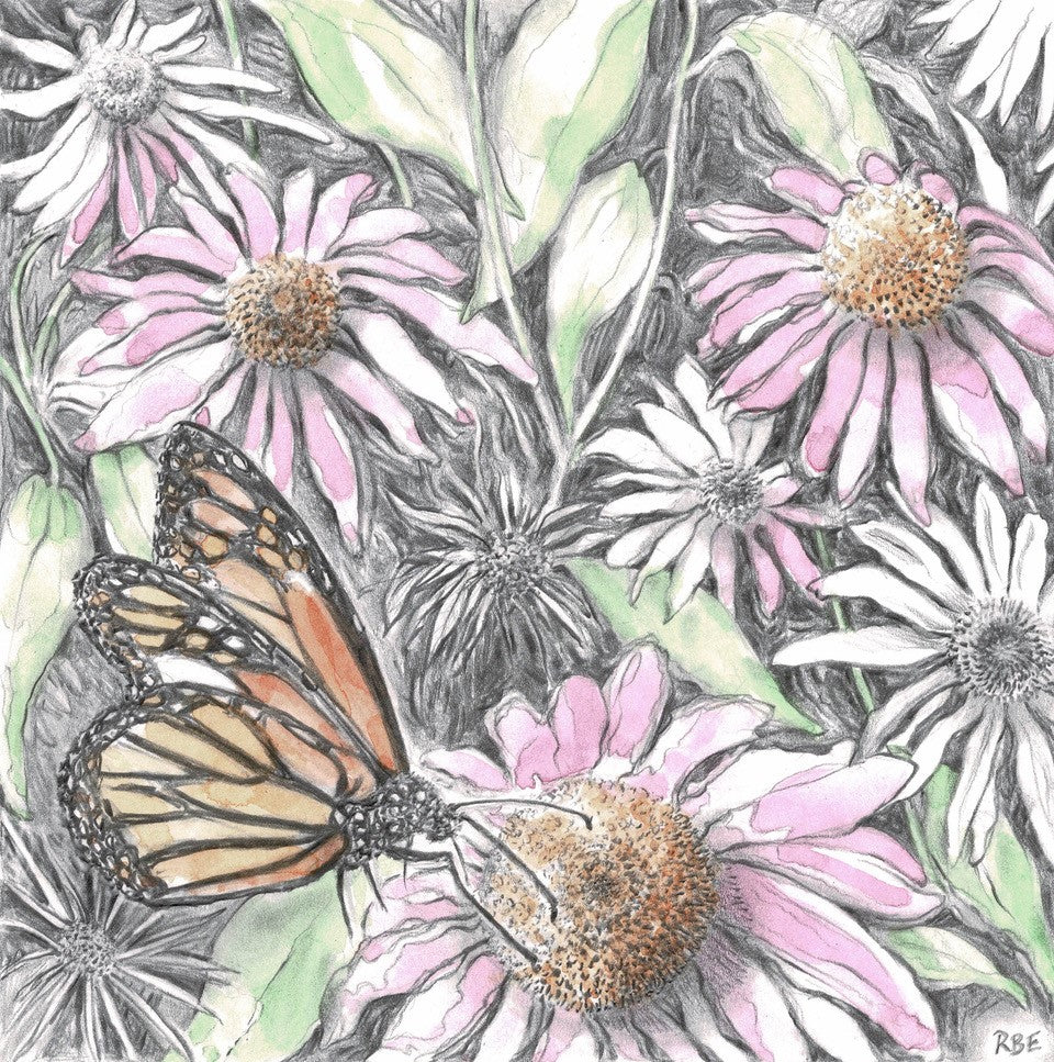 Monarch Butterfly Tastes Echinacea - Ruth Baron Ezra