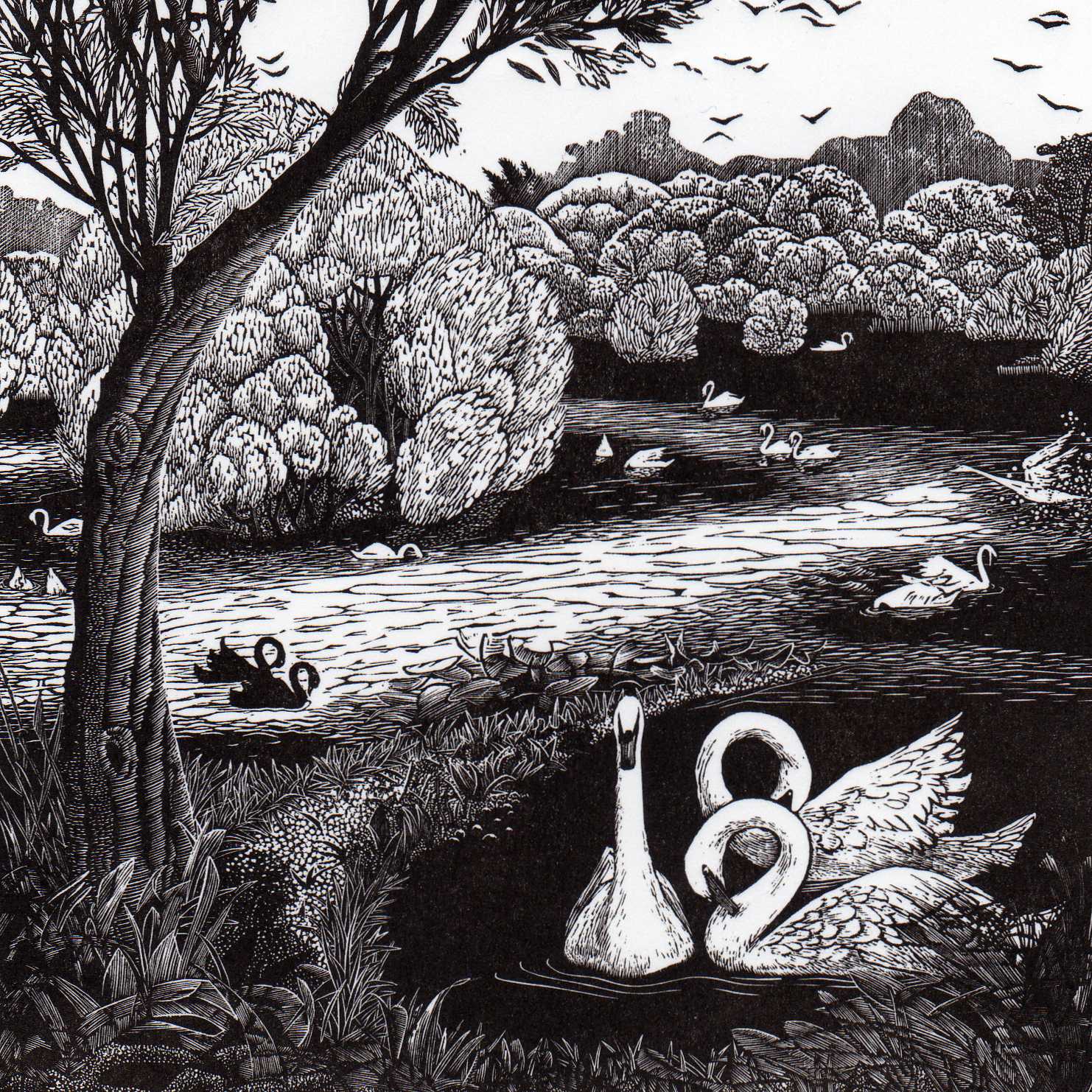 Eighteen Swans - Sarah van Niekerk