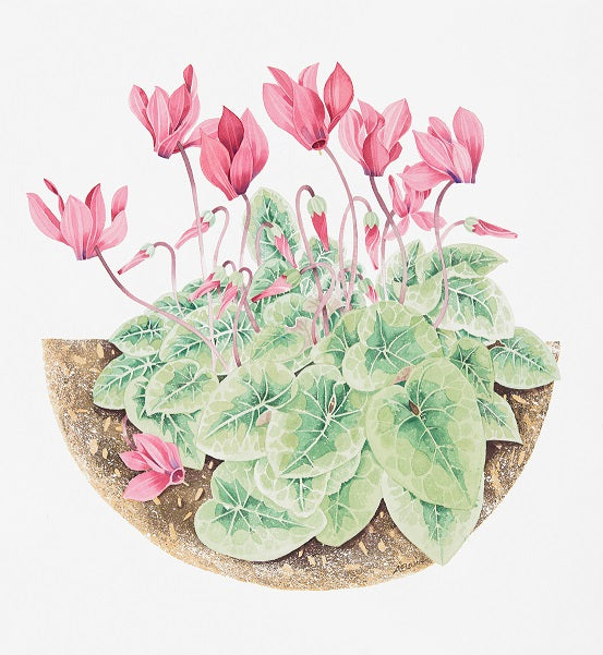 Cyclamen