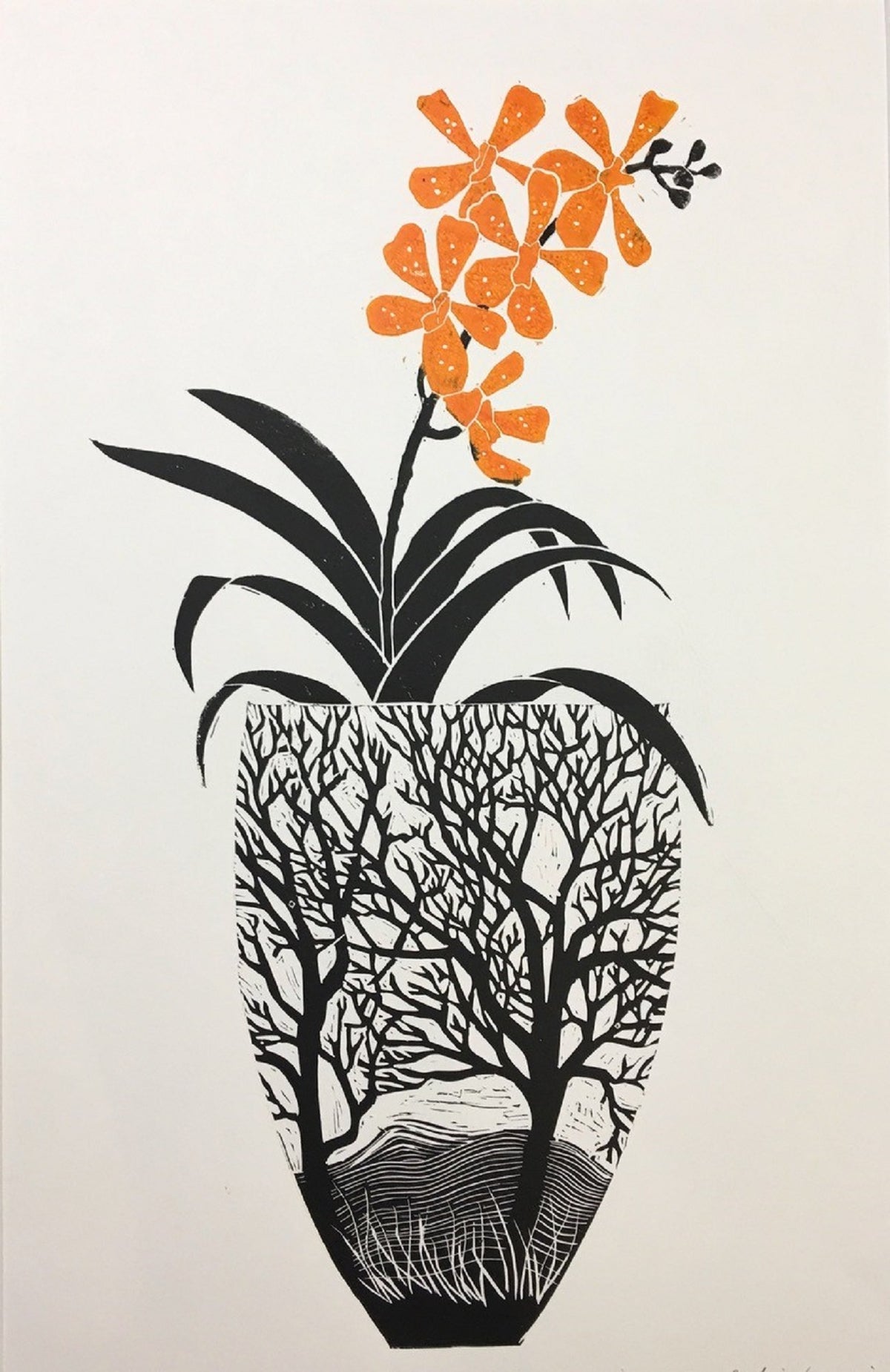 Odontoglossum Orchid - Celia Lewis