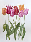 Seven Tulips - Celia Lewis