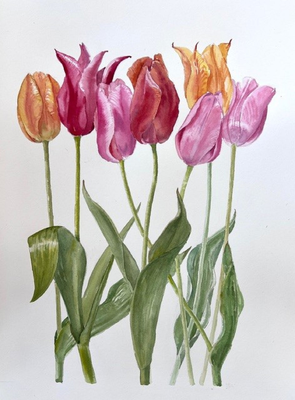 Seven Tulips - Celia Lewis