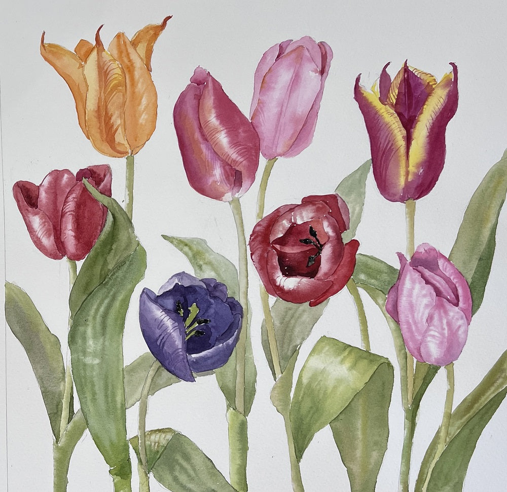Tulips I - Celia Lewis