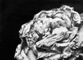 Camellia Dying Bud - Emma Price