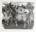 Jacobs in Shropshire (1979) - Sarah Van Niekerk un