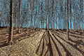 Late November - Jennifer Jokhoo