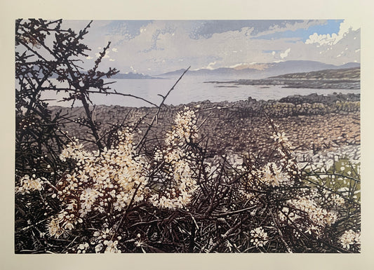 Blackthorn Blossoms - Joshua Miles