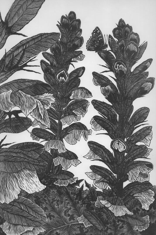 Acanthus Spires - Julia Timmins