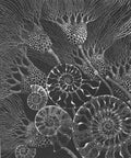 Ancient Tides - Julia Timmins (unframed)