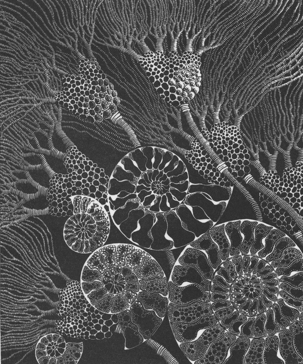 Ancient Tides - Julia Timmins (unframed)