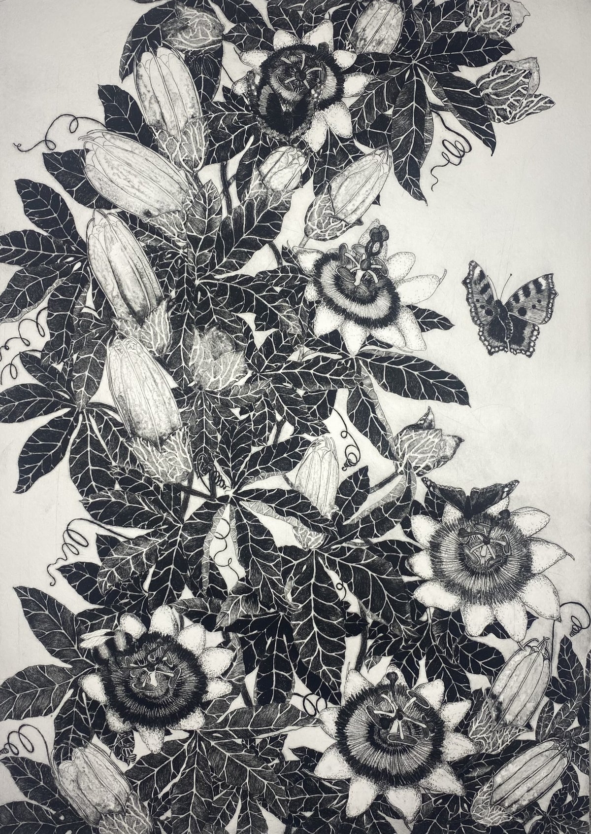 Hope and Passion - Julia Timmins