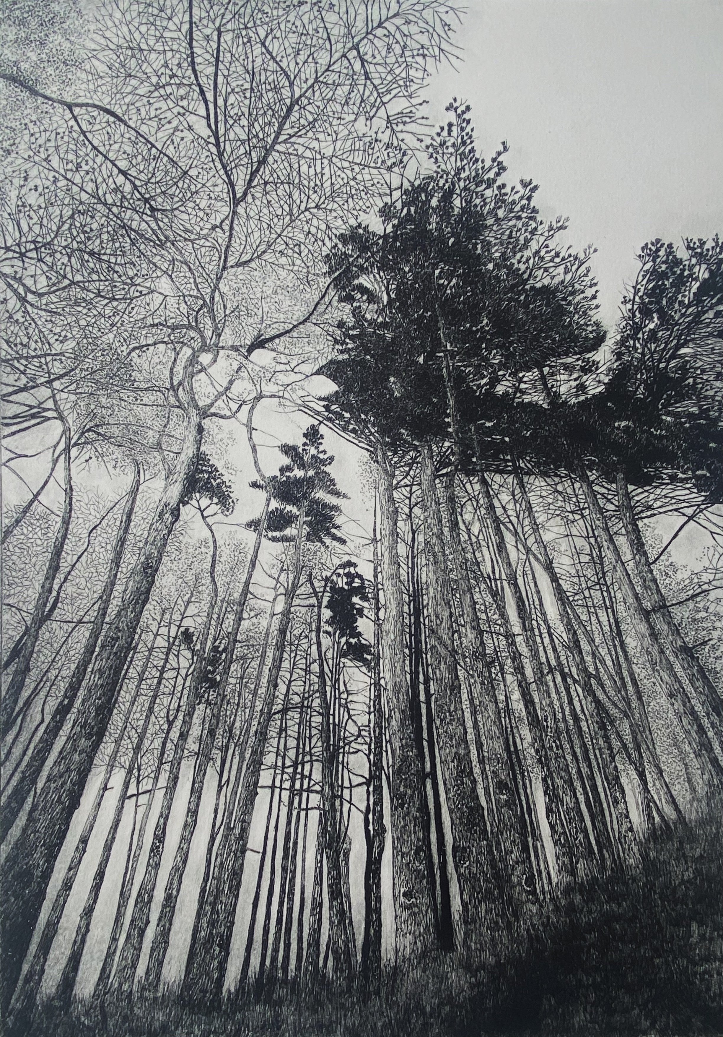 Tall Trees - Julia Timmins