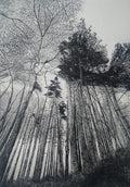 Tall Trees - Julia Timmins (unframed)