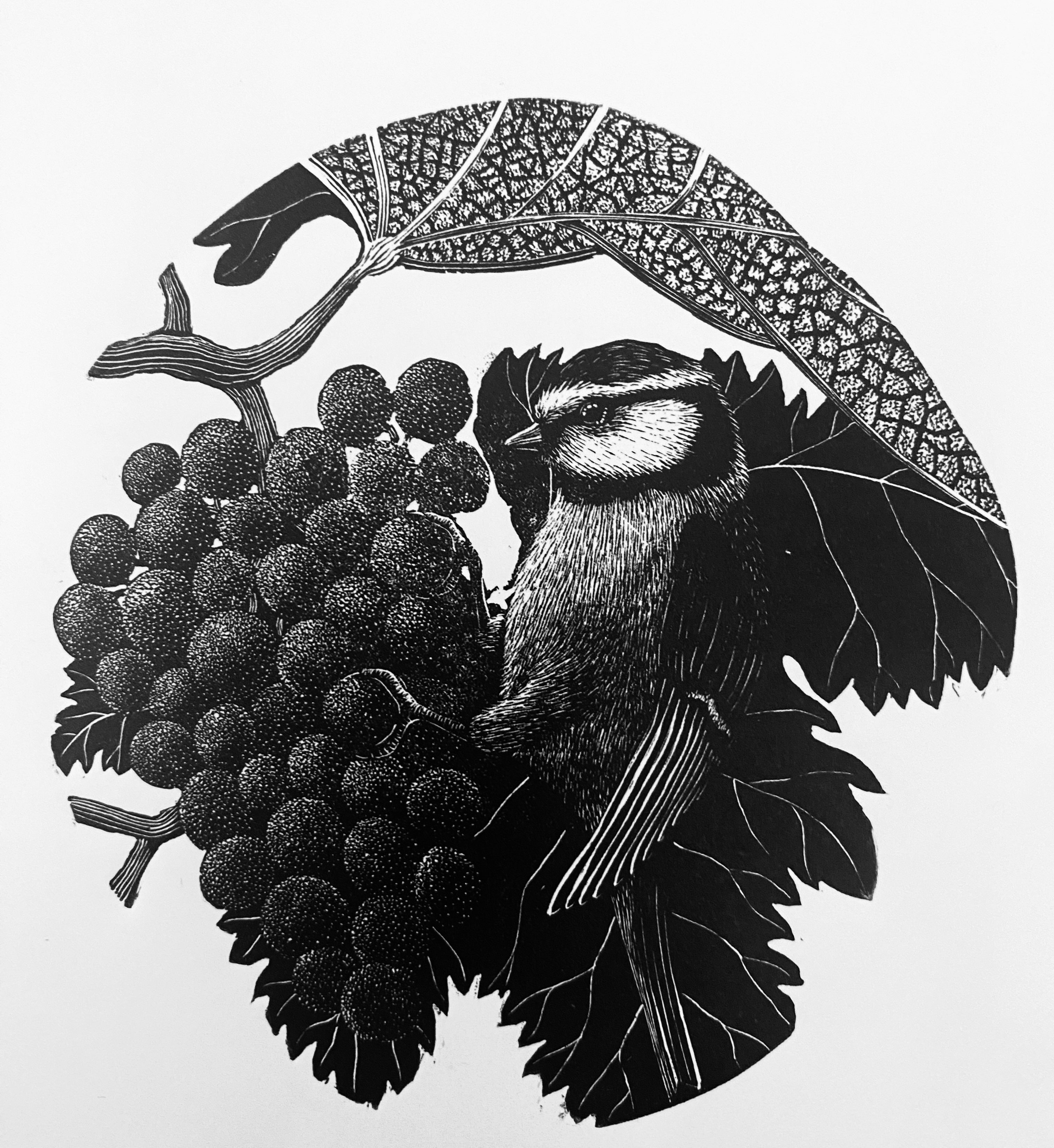The Connoisseur - Julia Timmins