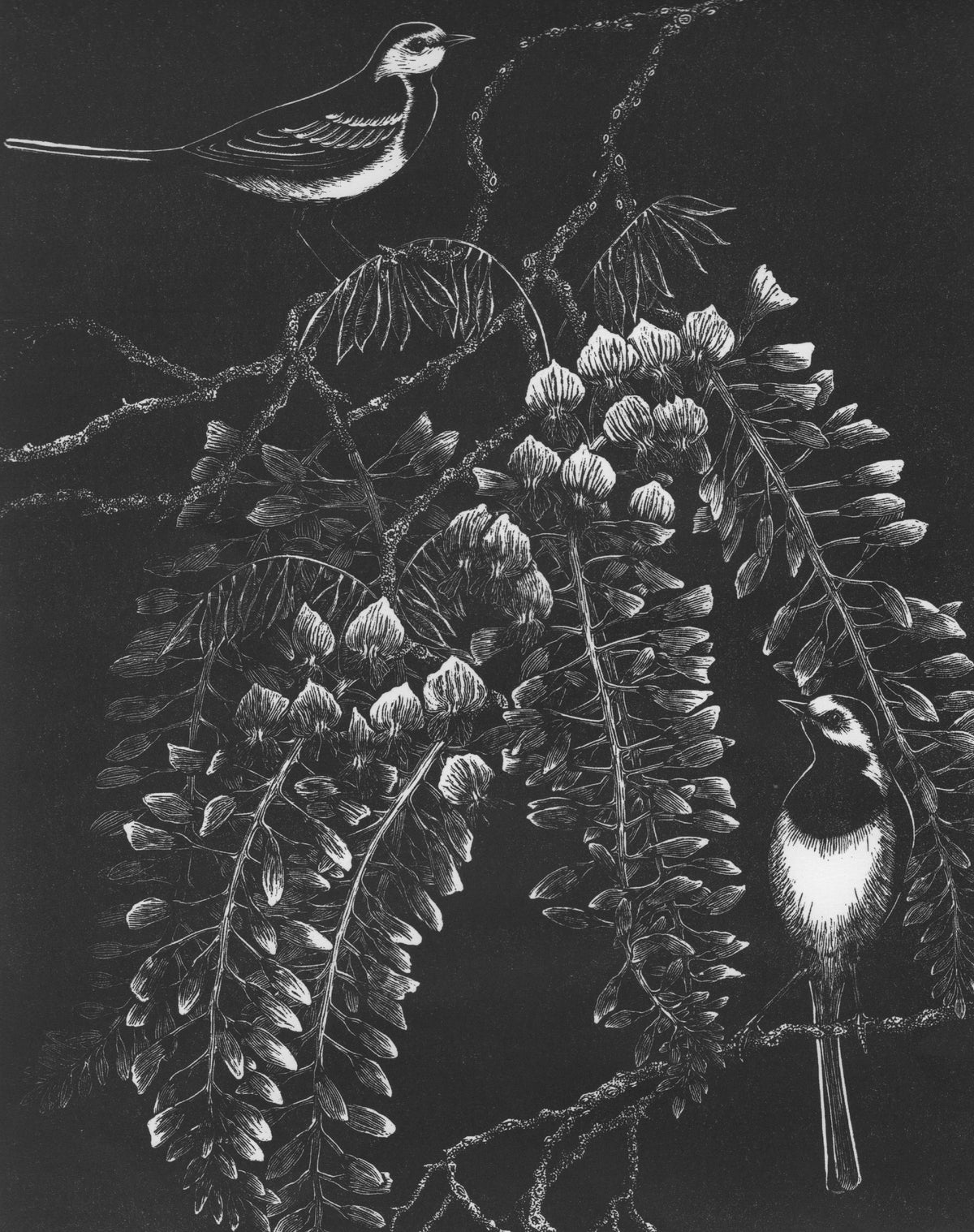 Wagtails & Wisteria - Julia Timmins
