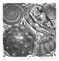 Seashells - Julia Timmins (unframed)