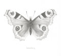 Peacock Butterfly - Louisa Crispin