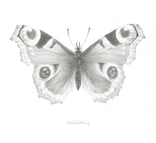 Peacock Butterfly - Louisa Crispin