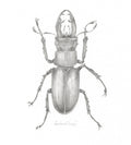 Stag Beetle - Louisa Crispin