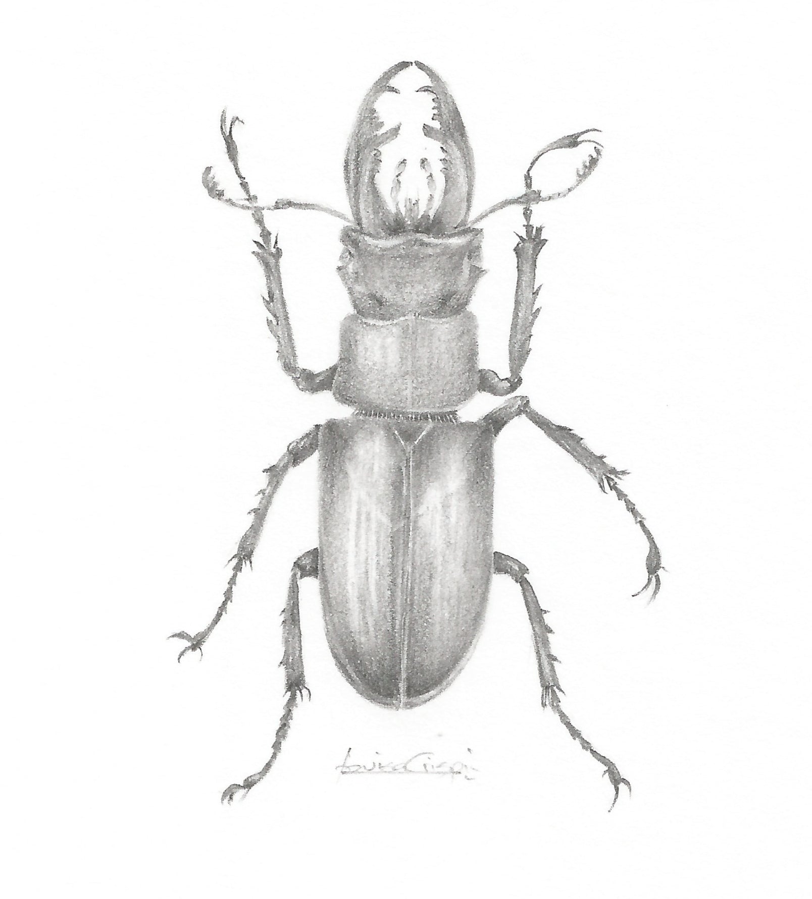 Stag Beetle - Louisa Crispin