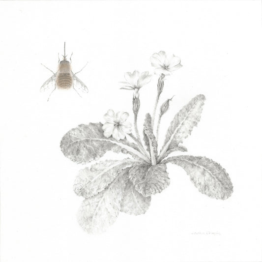 Study of a Lawnflower - Louisa Crispin