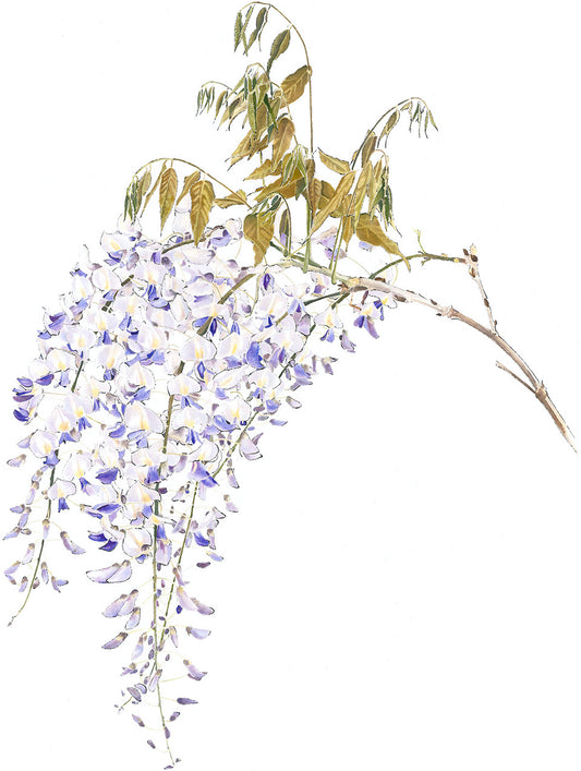 Wisteria - Lucy Clayton