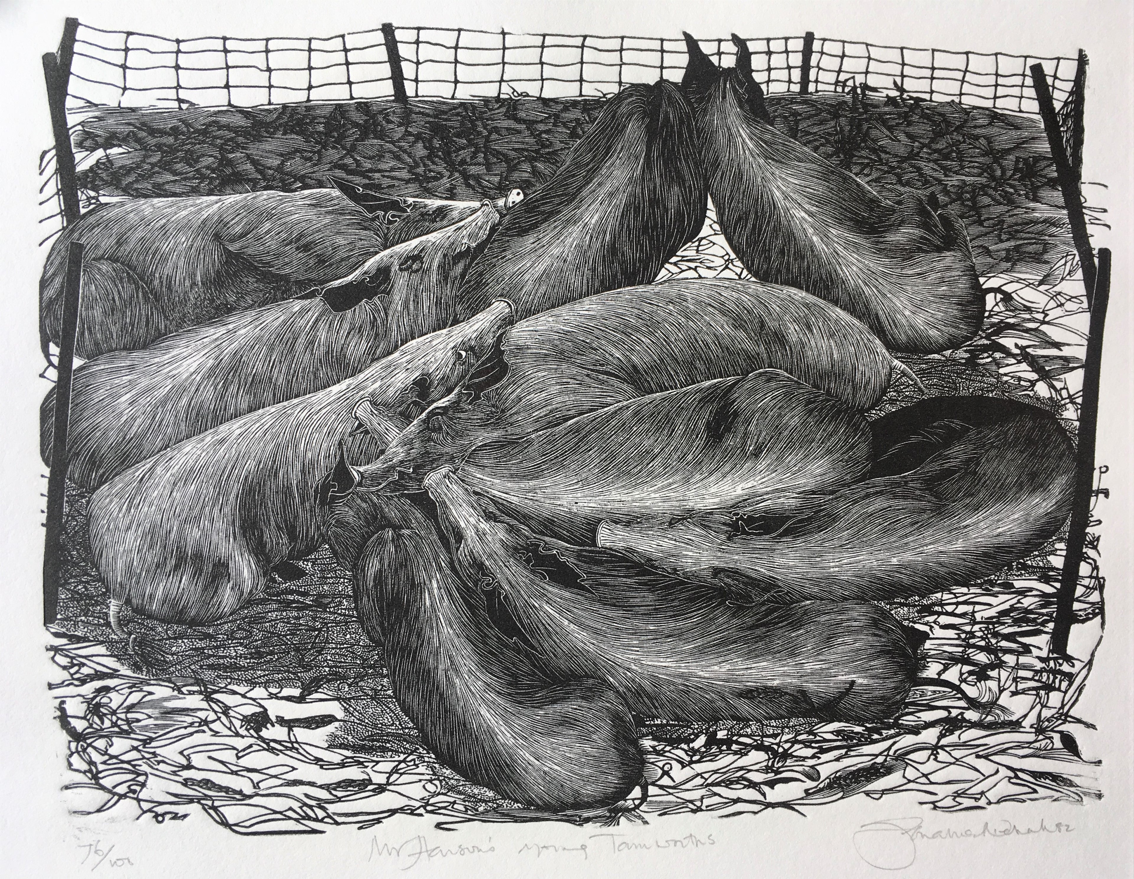 Mr Hensons Young Tamworths - Sarah van Niekerk