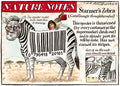 Nature notes: Starmers Zebra