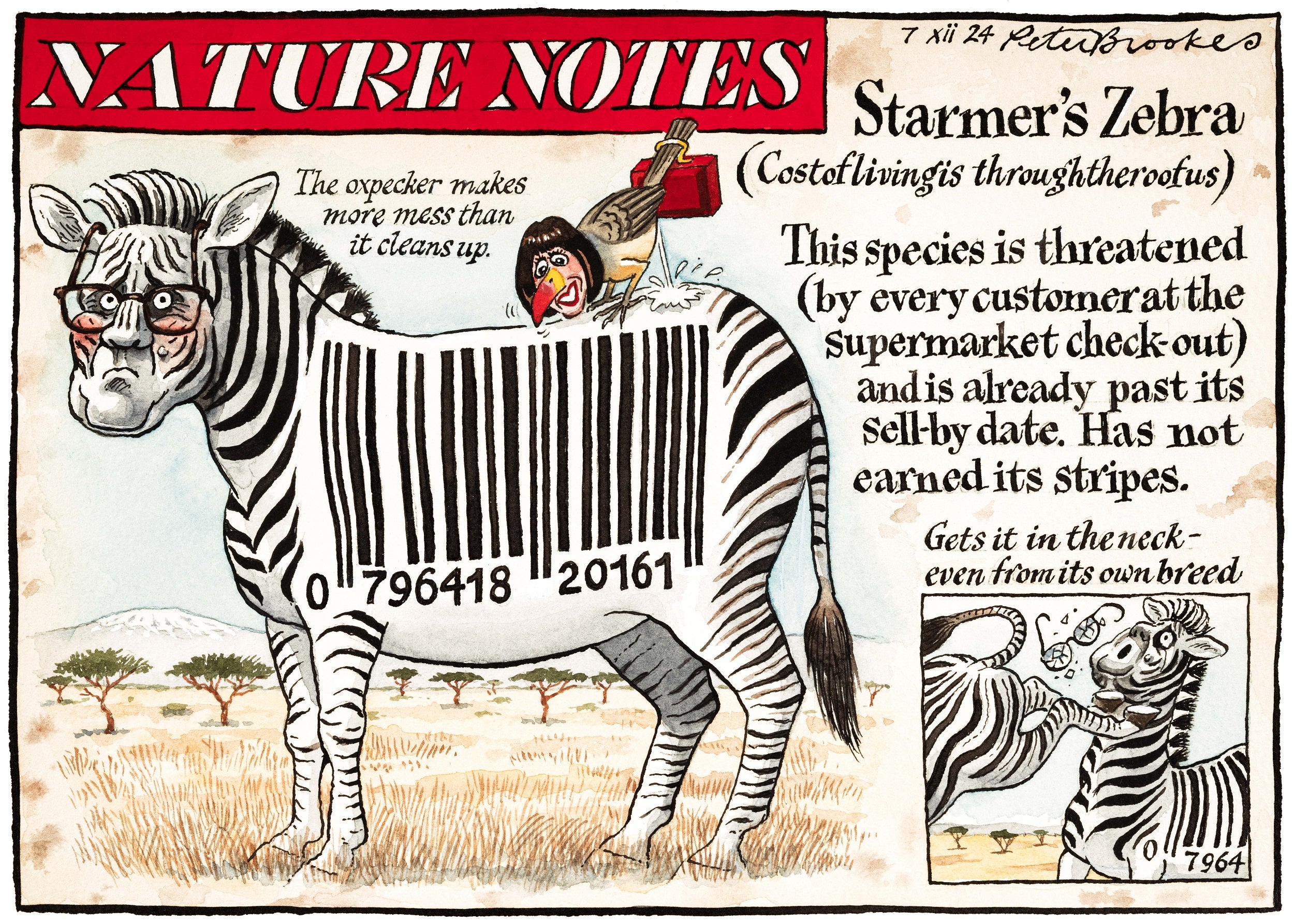 Nature notes: Starmers Zebra