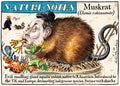 Nature Notes: Muskrat