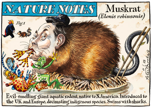 Nature Notes Muskrat