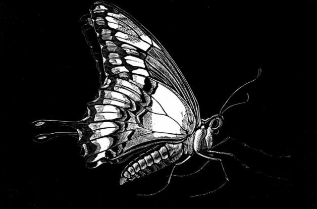 Swallowtail Butterfly - Rebecca Coleman