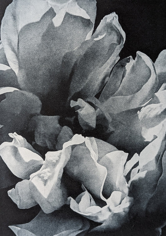 Beginnings - Ros Pritchard