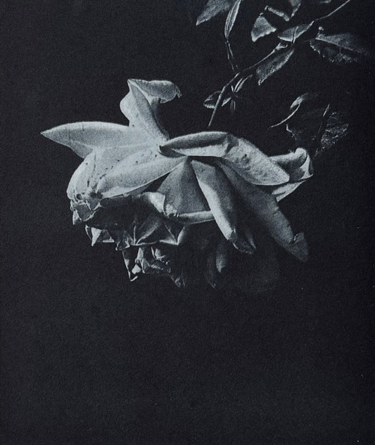 Last Rose 3 - Ros Pritchard