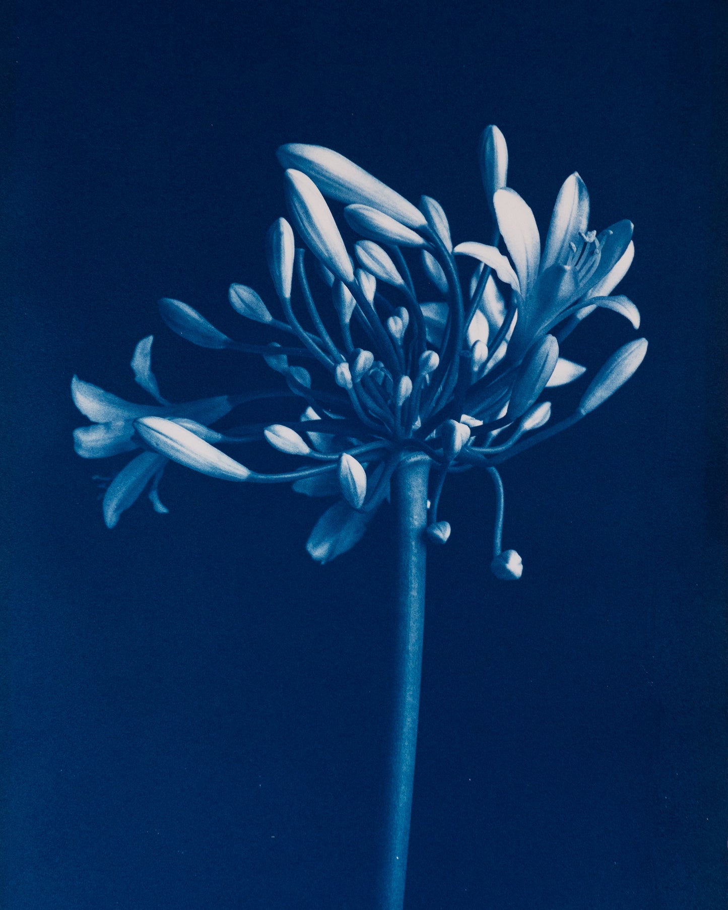 Agapanthus I - Rosalind Hobley