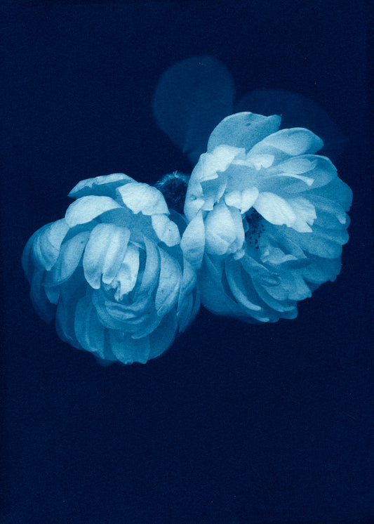 Autumn Roses I - Rosalind Hobley