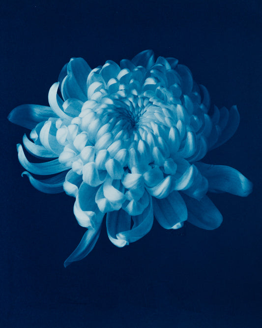 Chrysanthemum I - Rosalind Hobley