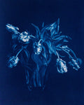 Parrot Tulips I - Rosalind Hobley