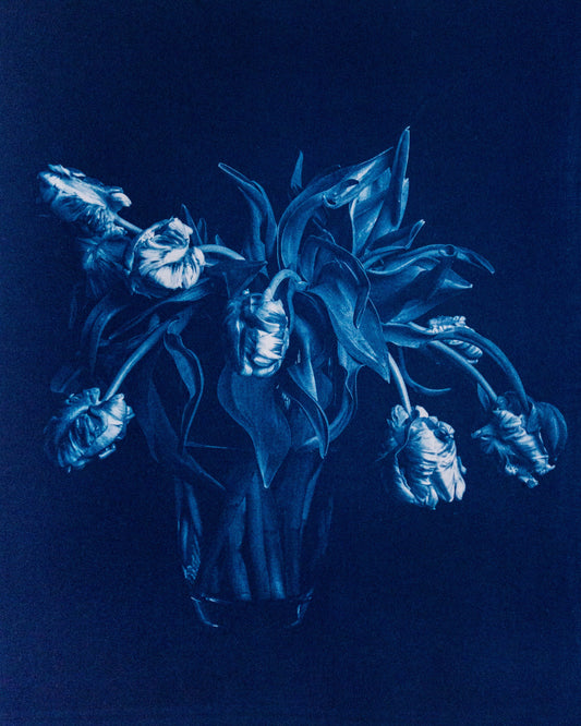 Parrot Tulips I - Rosalind Hobley