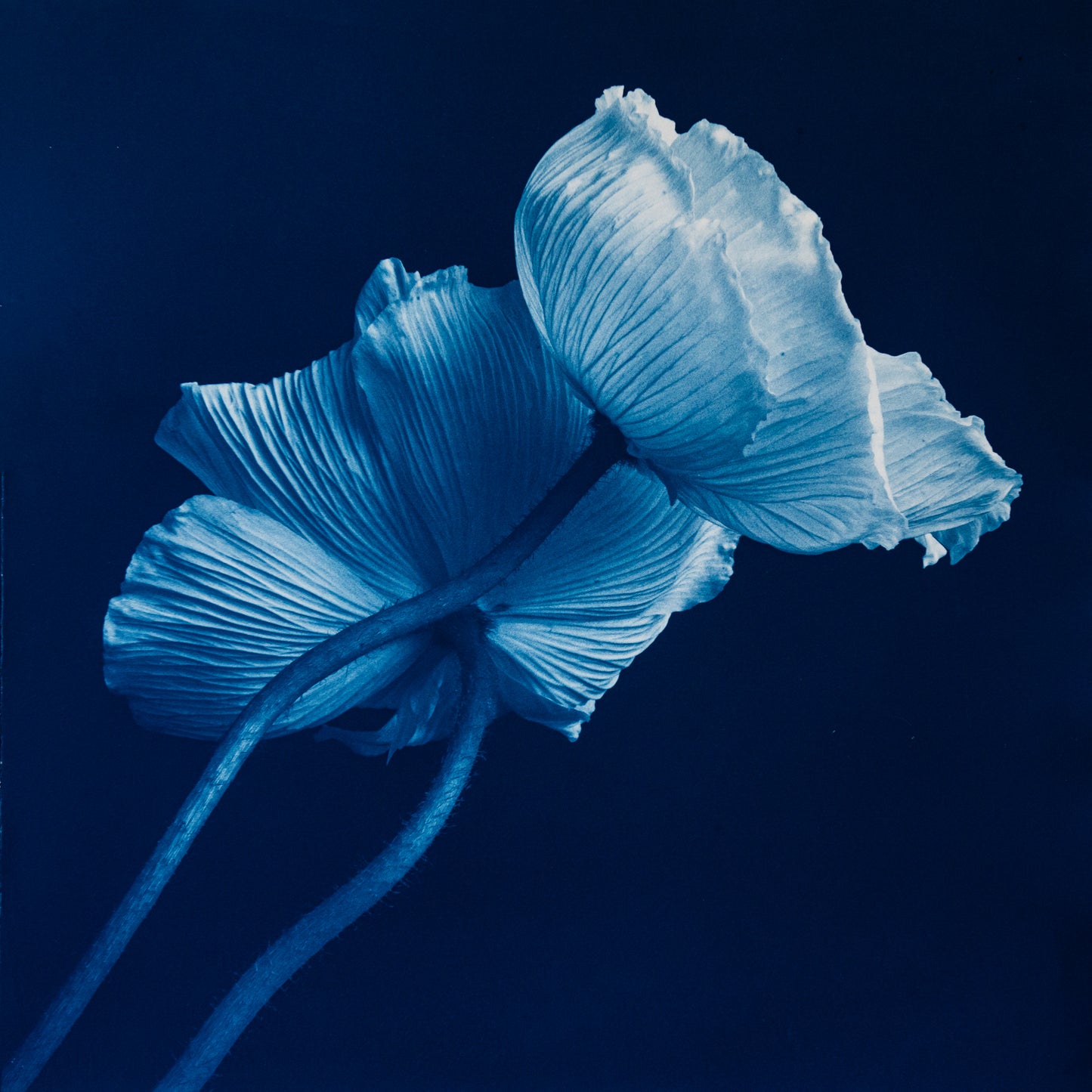 Poppies II - Rosalind Hobley