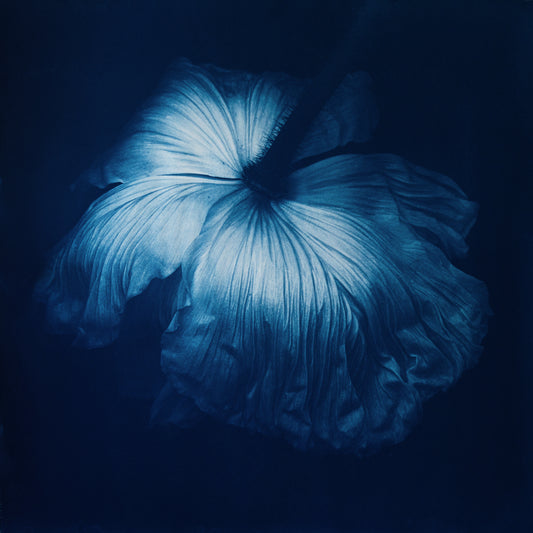 Poppy II - Rosalind Hobley