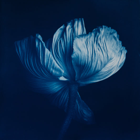 Poppy I - Rosalind Hobley